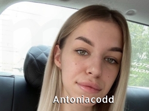 Antoniacodd